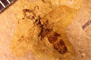 Media type: image;   Entomology PALE-2810